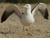 1cy fuscus in August, ringed in Finland. (81365 bytes)